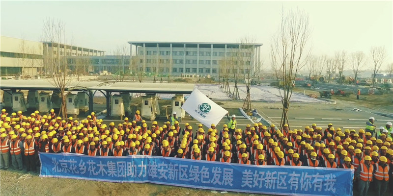 北京花乡花木集团助力雄安绿化建设